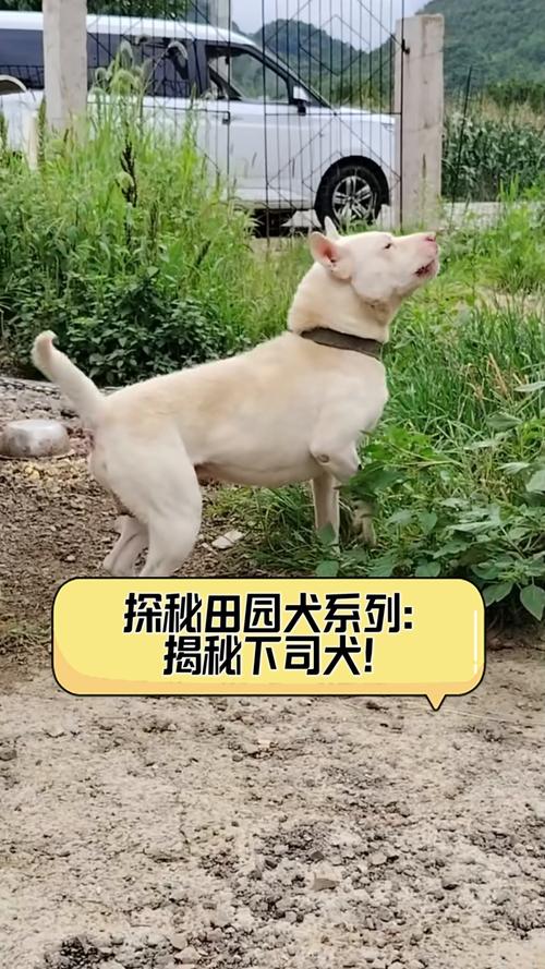 四不像正版资料2025和中国下司犬外网爆火与中国下司犬介绍