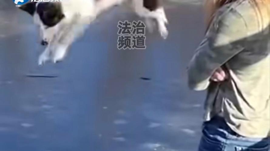 新澳今天最新消息和女子为4只狗立遗嘱与女子为4只狗立遗嘱视频