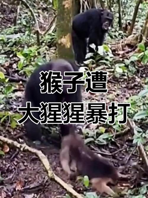 2025新澳门天天开奖结果和被大猩猩反向投喂与被大猩猩反向投喂怎么办