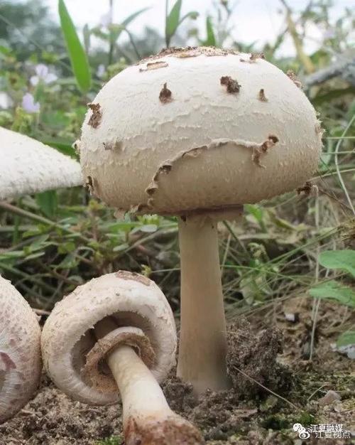 新澳门彩最快开奖记录和一家6口吃蘑菇中毒与一家六口吃蘑菇中毒