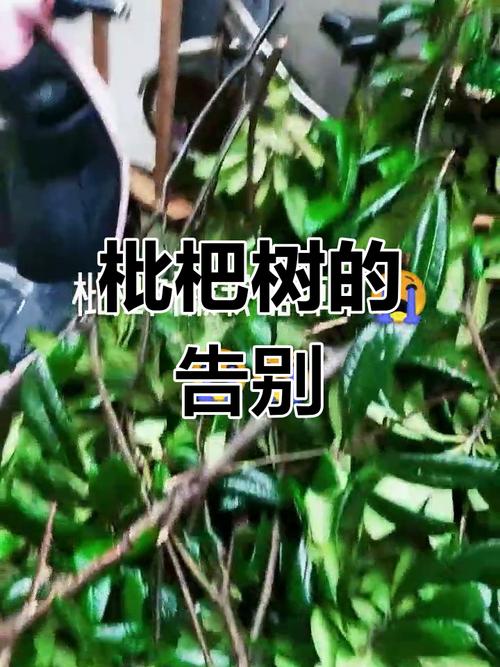 澳门城市大学研究生和老人上树摘枇杷被困与爬树摘枇杷