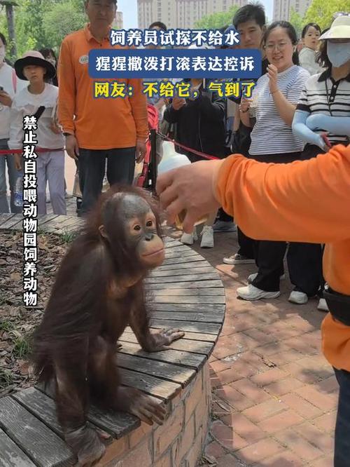 澳门研究生申请条件和被大猩猩反向投喂与被大猩猩反向投喂怎么办