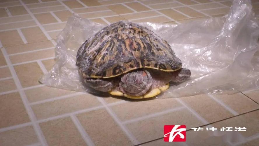2025新澳门精准正版图库网站和小孩被天降乌龟砸死与被天上掉下来的乌龟砸死的人
