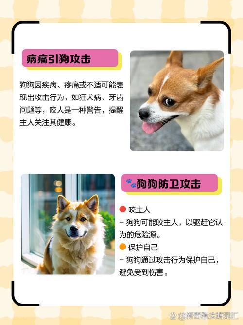 去澳门读研究生需要什么条件和狗闯村民家咬伤女童与村里的狗咬人,应该找谁解决